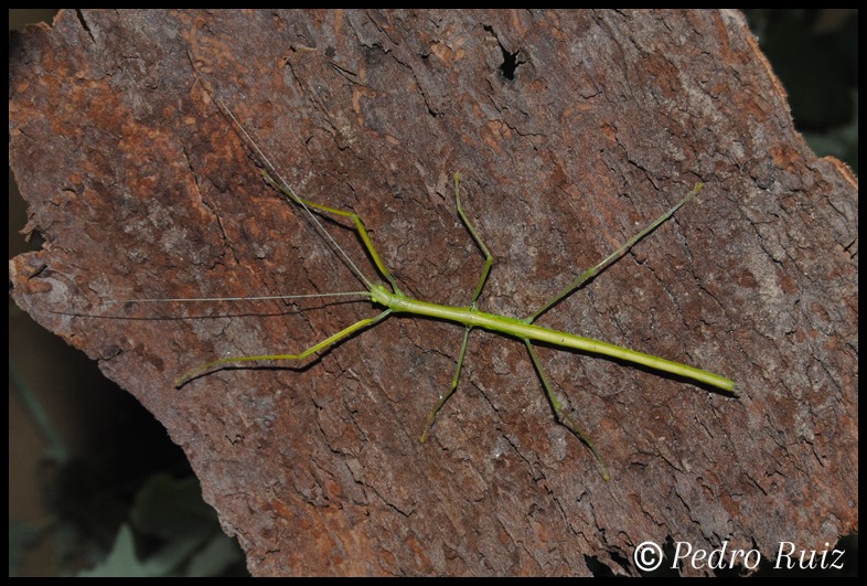 Ninfa  hembra L5 de Anarchodes annulipes, 6 cm de longitud