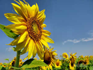 Sun Flower Story