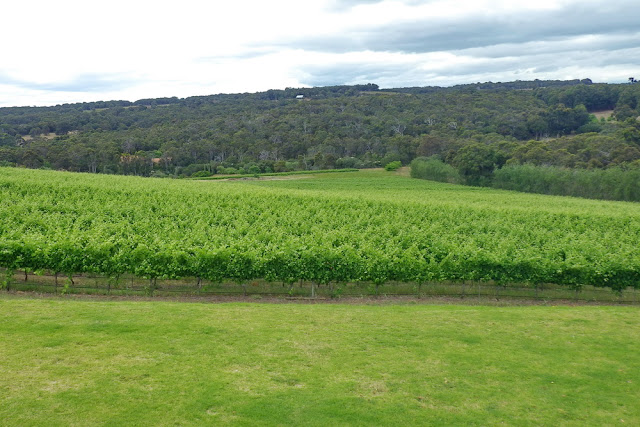 Reben, MargaretRiver, Weintour, Westaustralien, Weingut