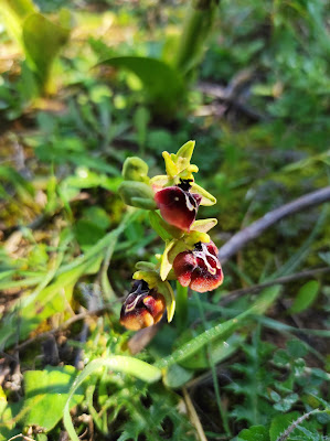 Ophrys aesculapi