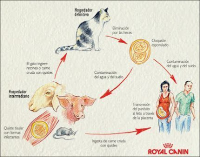 Ciclo biológico de T. gondii