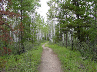 Hiking trail near Jasper