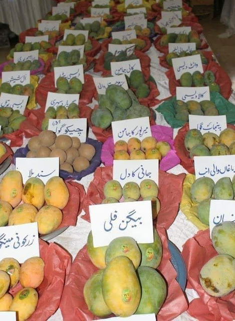 How many types of mangoes in Pakistan