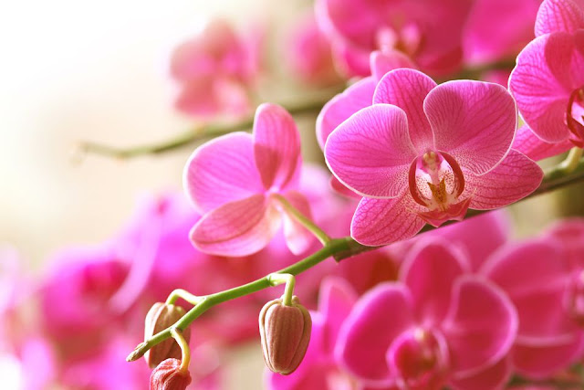 Top 10 Most Beautiful Flowers in the World, Orchids
