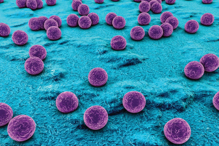 Staphylococcus aureus Karakteristik dan Faktor Virulensi