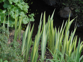 iris pseudacorus Variegata