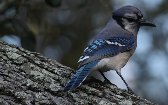 Bluey jay wallpaper,blue jay images,blue jay photo,blue jay images,beautiful blue jay,cute blue jay,the blue jays,blue jay birds,  the toronto blue jays,toronto blue jays,blue jays,blue jay bird,flying blue jay,