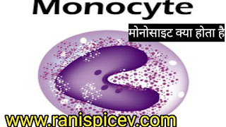 मोनासाइट (monocytes) क्या है?(what is monocytes) in hindiMonocytes बढ़ने से क्या होता है? मोनू साइड का मतलब क्या होता है? मोनोसाइट क्यों कम हो जाते हैं? मोनोसाइट बढ़ाने के उपाय। मोनोसाइट साइड की कमी से क्या होता है? मोनोसाइट कितना होना चाहिए।