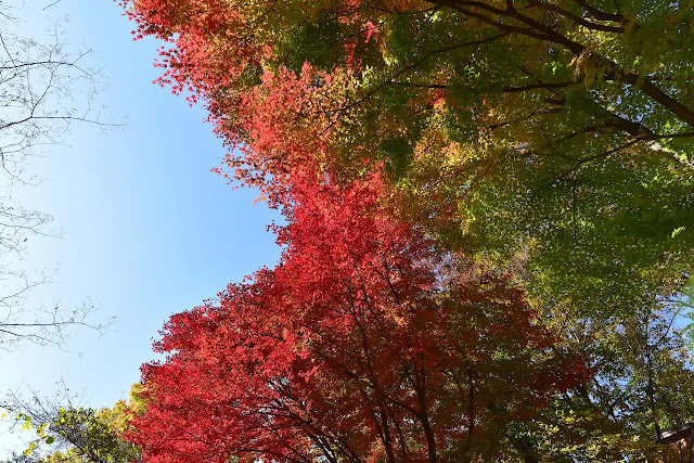 城峯公園の鮮やかな紅葉