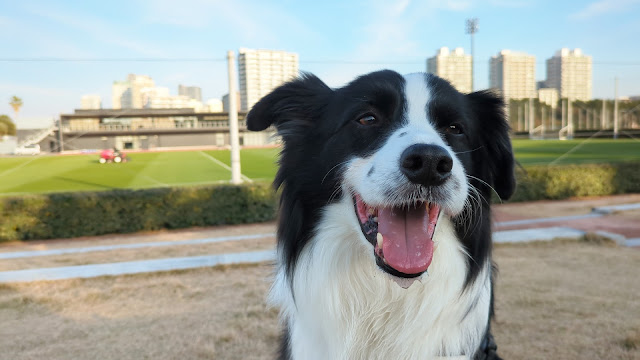 保護犬 ボーダーコリー トーマ