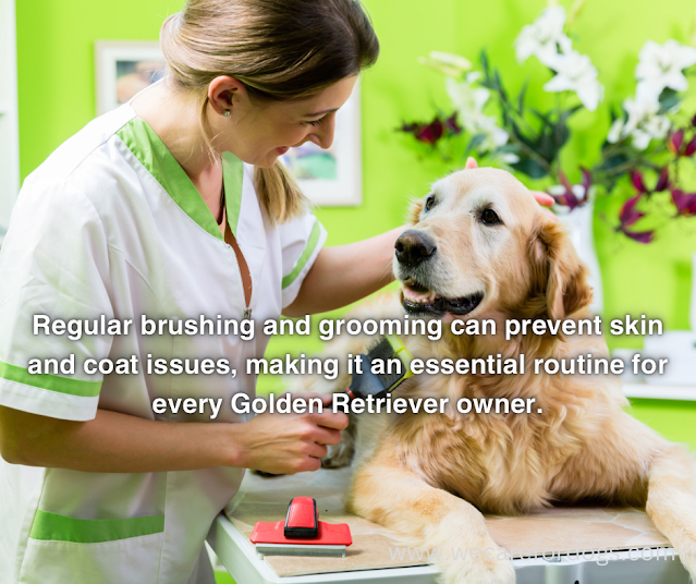 Regular brushing and grooming can prevent skin and coat issues, making it an essential routine for every Golden Retriever owner.