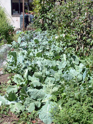 A bed of cabbage plants growing next to small fruit trees