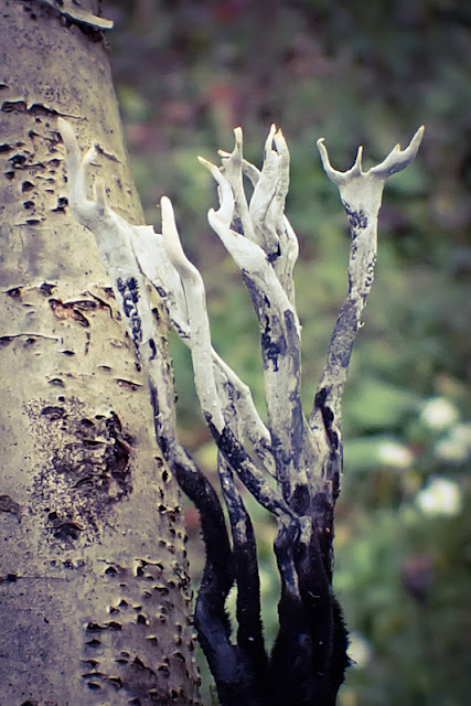 Grey and black fungus