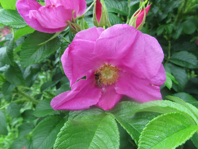 Fiore viola rosa rugosa