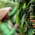 Ekspor Lampung Mayoritas Berupa Barang Pertanian dan Perkebunan