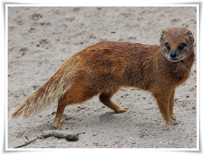 yellow mongoose facts pictures