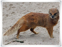 Yellow Mongoose Animal Pictures