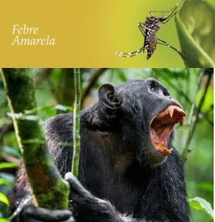 Macaco (PNH) - animal sentinela - aedes -urbano