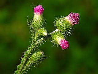 Broad-winged Thistle by the Xiang River