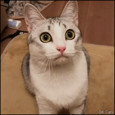 Funny Cat GIF • Weird cat meowing-crying-smiling at the same time. So funny looking face [ok-cats.com]