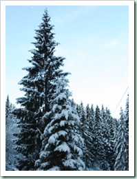 norway tree