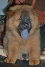 Chow-Chow-puppy