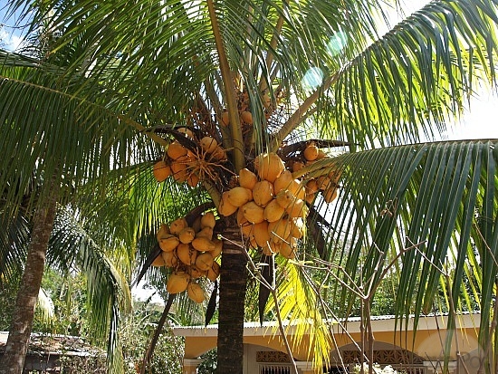  gambar  pohon  pisang hitam putih untuk diwarnai GambarmuGo