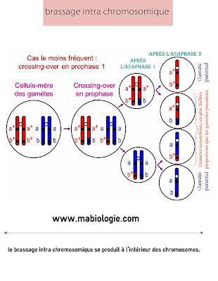 la différence entre le brassage intra chromosomique et le brassage inter chromosomique