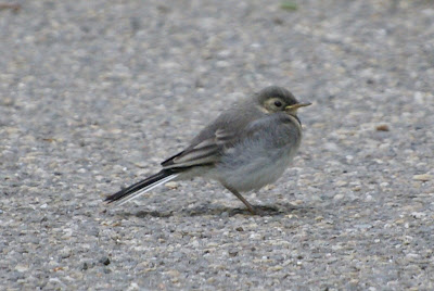 Boumantsje - Witte Kwikstaart - Motacilla alba