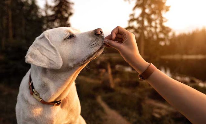 Las 6 mascotas más comunes en el mundo y sus cuidados