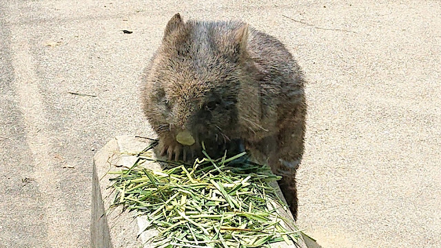 大阪府池田市 五月山動物園 ウォンバット