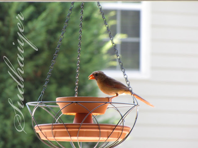 Bird Planter