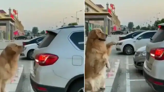Viral: Doggy viral getting a car installed in the parking lot, alerted like this even before getting behind