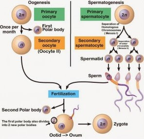 Perbedaan Spermatogenesis dan Oogenesis Dalam Pelajaran Biologi