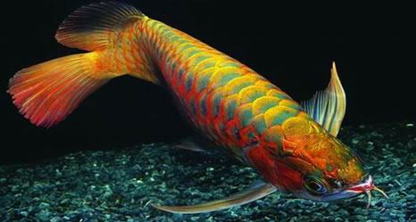 Arowana Types of Arowana