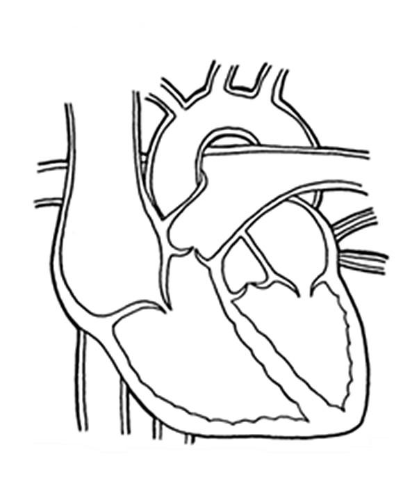 partes del cuerpo humano. Corazon para colorear