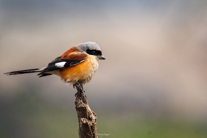 Bay-backed shrike