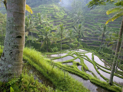 Ubud Pulau Bali