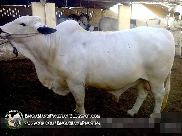 cow mandi video 2013,bakra mandi video,bakra mandi video youtube,karachi cow mandi video,karachi cow mandi video 2013,cow mandi 2009 videos,cow mandi wallpaper,cow mandi 2013 with price,cow mandi 2013 wallpaper,www cow mandi 2013,cow mandi 2013,cow mandi 2013,cow mandi 2013 pic,cow mandi 2013 movies,cow mandi 2013 video,cow mandi 2013 video,