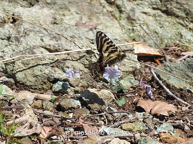 ギフチョウ