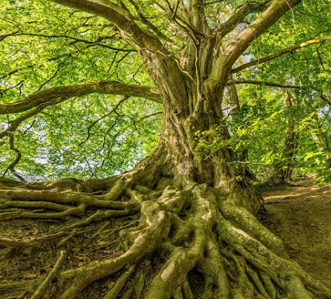 ENSAYO Ser un árbol, pensar como un árbol || Noé Vázquez