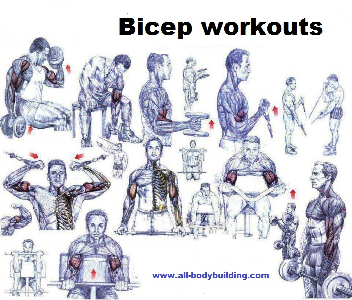 Bodybuilding Tips Biceps