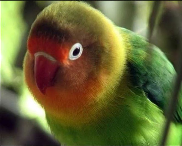 lovebird colors