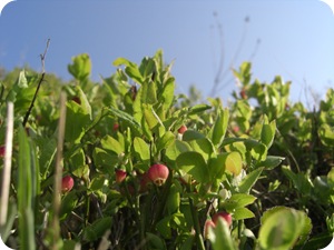 Mai 2009 047