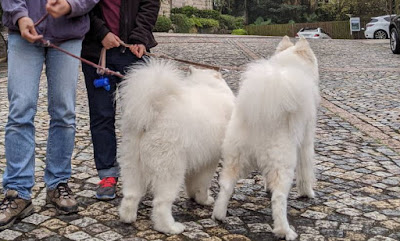 samoyeds' back