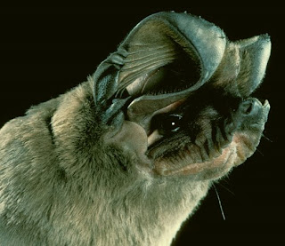 Big Free-Tailed Bat (Nyctinomops macrotis)