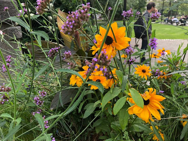 Rudbeckia hirta (black-eyed Susan)