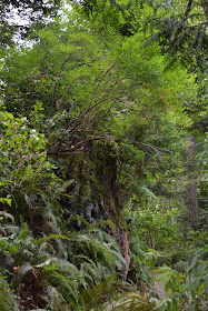 Hornby Island