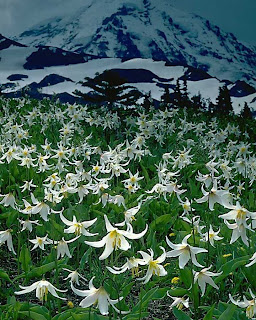 white valley flowers