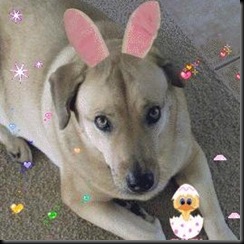bunny ear 7